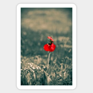 Lonely Red Flower Sticker